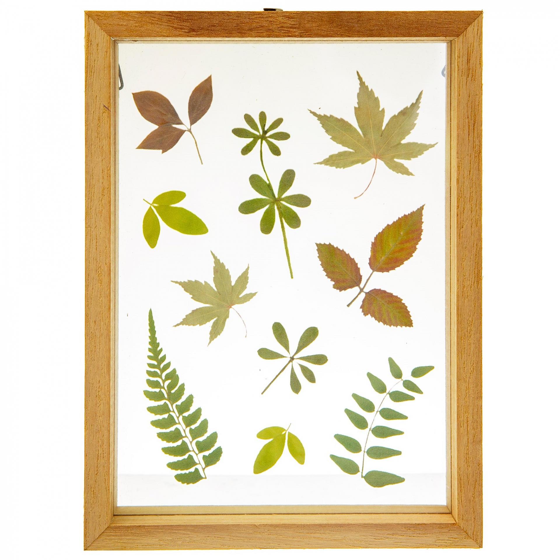 Dřevěný rámeček Herbarium Floating Leaves | Bella Rose